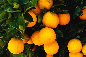 Апельсины спасут от толстого живота